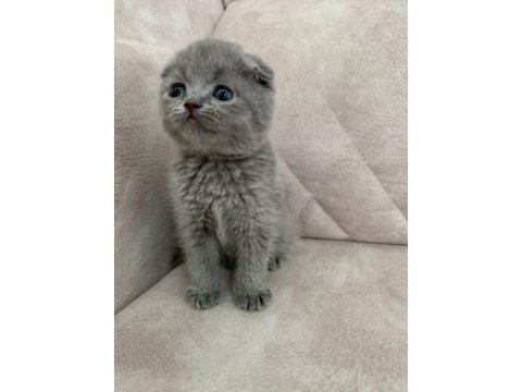 Show kalite ayı surat top kafa bebek scottish fold