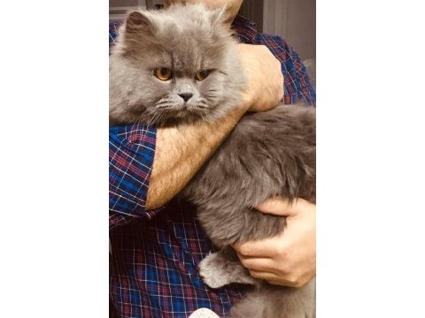 British ve scottish fold harika yavrular