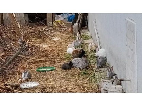Tavşan aslanbaş cüce ponomon