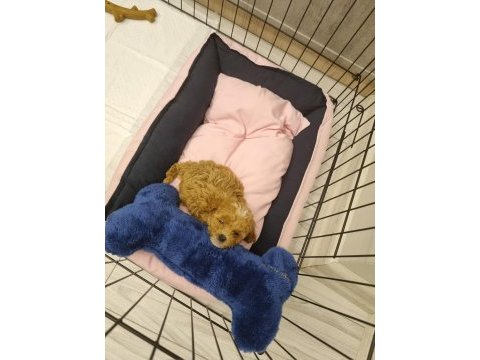 Orijinal gerçek maltipoo teacup isteyenler ulaşabilir