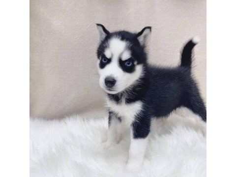 Husky sibirya yavruları