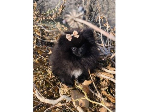 Mikro teacup boy dişi pomeranian boo