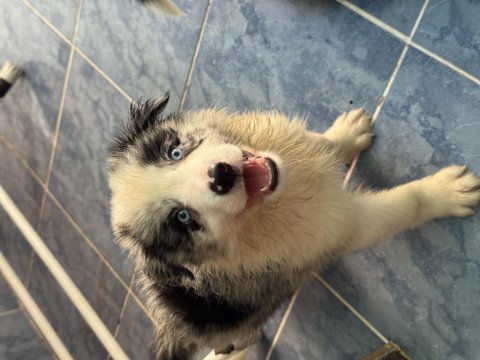 A kalite yavru köpekler