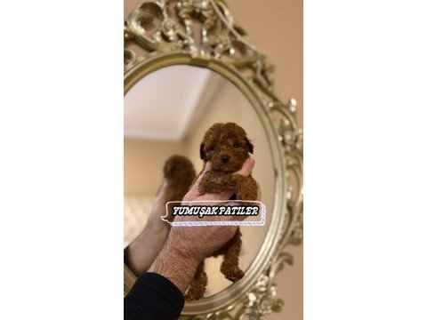Toy poodle dişi erkek