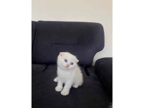 2 aylık scottish fold