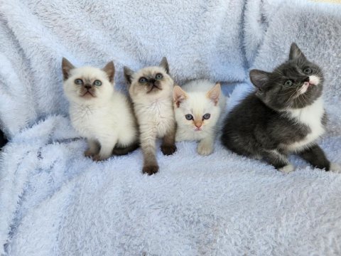 Kocaeli darıca minik pati kediler
