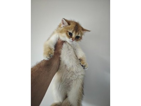 Golden british shorthair yavrum