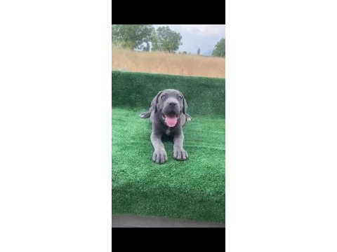 Dev cane corso yavruları