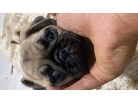 2,5 aylık pug a kalite