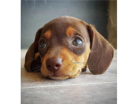 Çikolata ve merle dachshund yavrular yeni yuvalarına hazır
