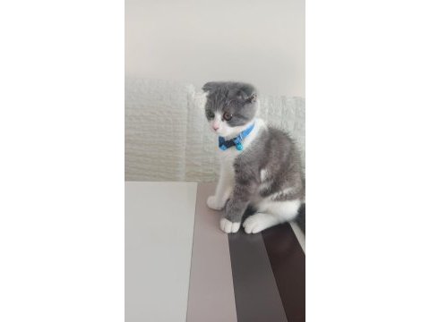 Sahiplendirme scottish fold balıkesir