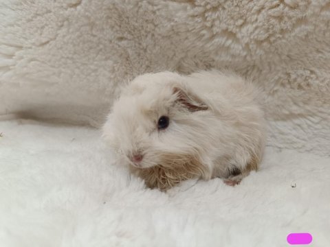 Sevimli guinea pig yavruları