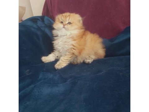 British longhair golden dişi
