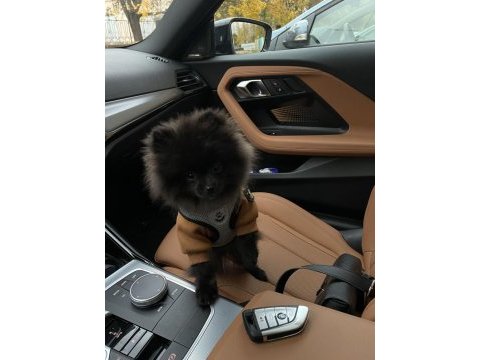 Siyah pomeranian boo dişi mini