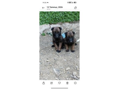 Belçika malinois bebekler