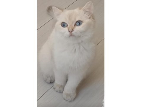 11 aylık sağlık sebebi dolasıyla verilecek british shorthair