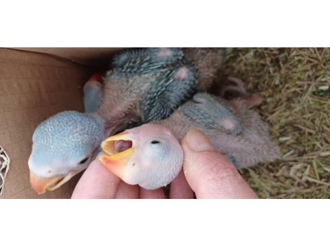 Bebek pakistan papağanlarımız