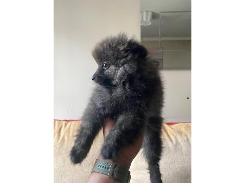 Erkek ayıcık pomeranian