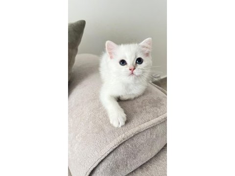 Maviş british shorthair kız
