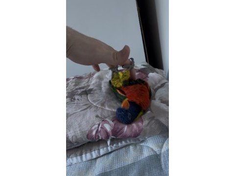 Konuşan full evcil lori böylesi yok