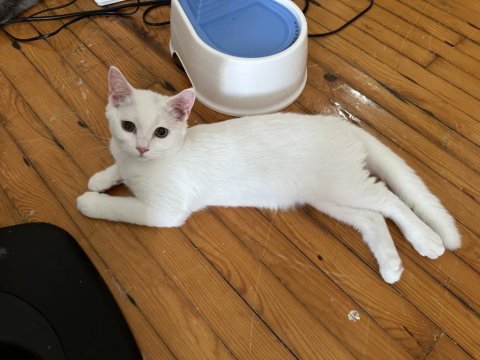 British ve scottish shorthair erkek beyaz yavrular