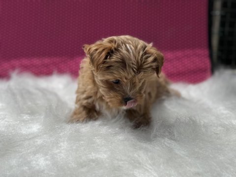 Show kalite tea cup morkie yavrumuz ziyatere açık