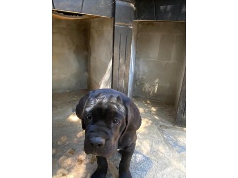 90 günlük cane corso yavrular