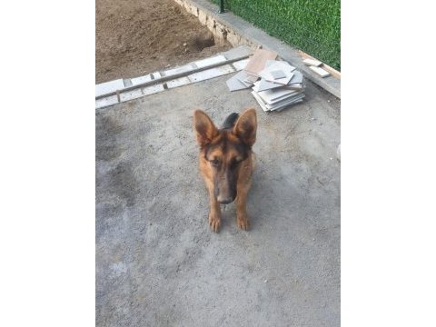 Orjinal alman çoban kurdu 4 aylık