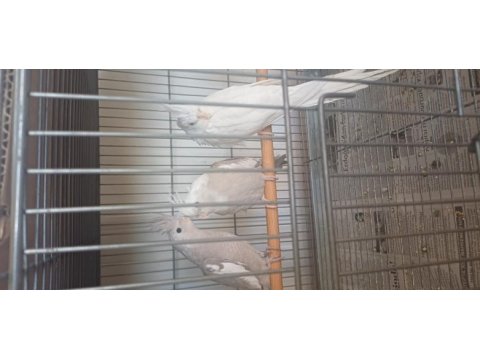 Sultan papağanı 60 günlük