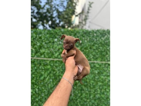 Teacup elma kafa tuvalet eğitimli 3 aylık 5 yavru şivava