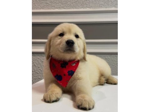 Ev doğumlu safkan golden retriever yavrular