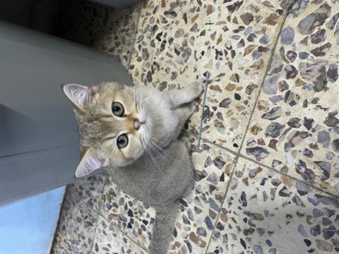 Golden british shorthair
