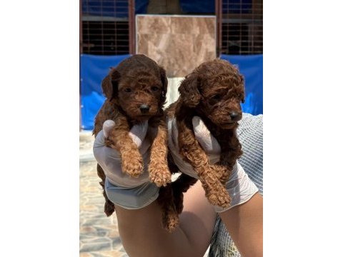 Toy poodle yavrularımız