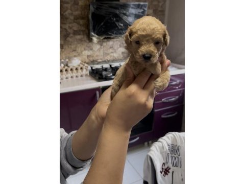 Toy poodle yavrularımız