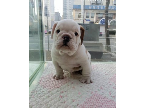 İngiliz bulldog yavruları