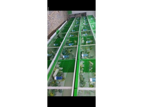 Konuşturma ve alıştırmak için ideal muhabbet kuşlar