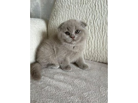 Son kalan scottish fold yavrular