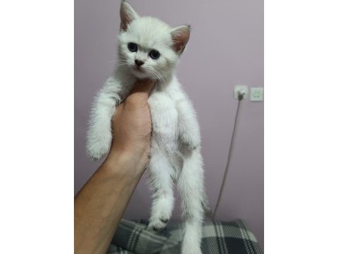 British shorthair yavrular