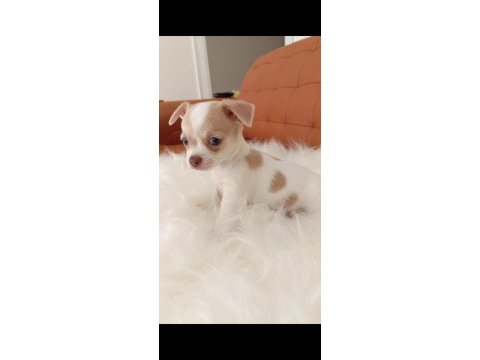 Irk şampiyonu babadan safkan chihuahua