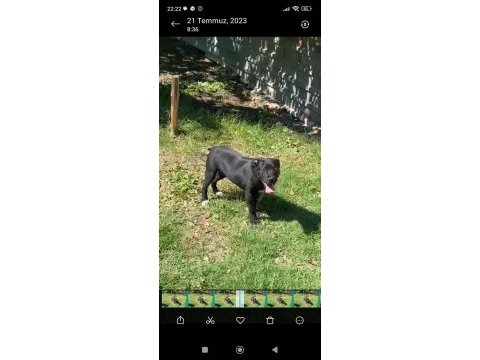 3 aylık cane corso