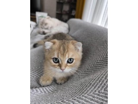 Golden 3 aylık erkek yavru kedim