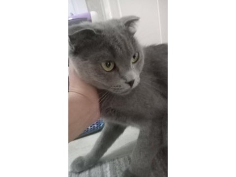 Scottish fold