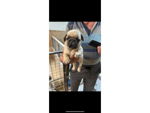 Pug mops yavrularımız yeni yuvalarını arıyorlar