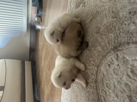 Pomeranian boo sahiplendirilecektir