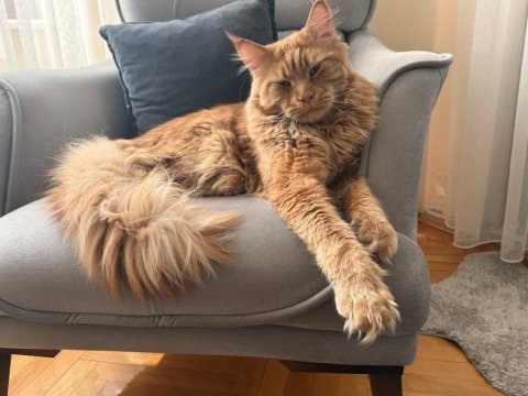 Maine coon 1 yaşında erkek