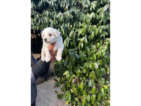 Maltese terrier