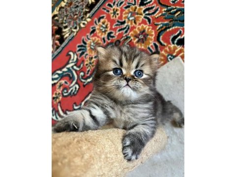 Yuvarlak surat top kafa ny25 aslan kral kedimiz