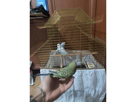 Maviler çift jumbo muhabbet kuşu