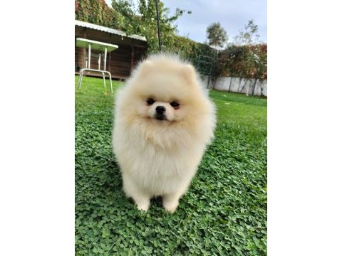 Kore kan teddy bear beyaz 11 aylık. show kalite pomeranian
