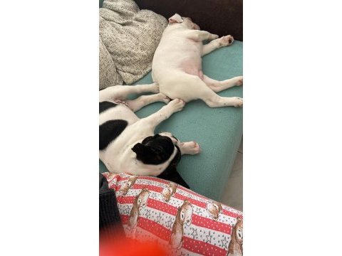 Anne altından orjinal baby face fransız bulldog